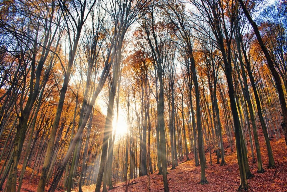 Skogene absorberer enorme mengder karbon og regulerer klimaet. Tapet av disse naturlige bufferne kan forverre klimaproblemene vi allerede står overfor, skriver Manuela Hofer. Foto: iStock Photos