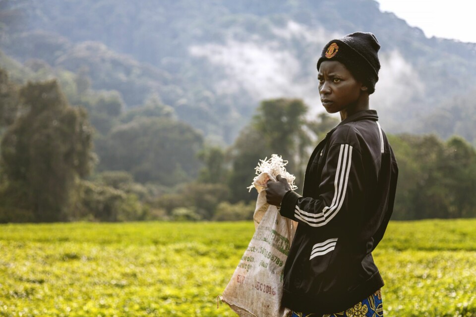 Afrika: 72 millioner barnearbeidere
