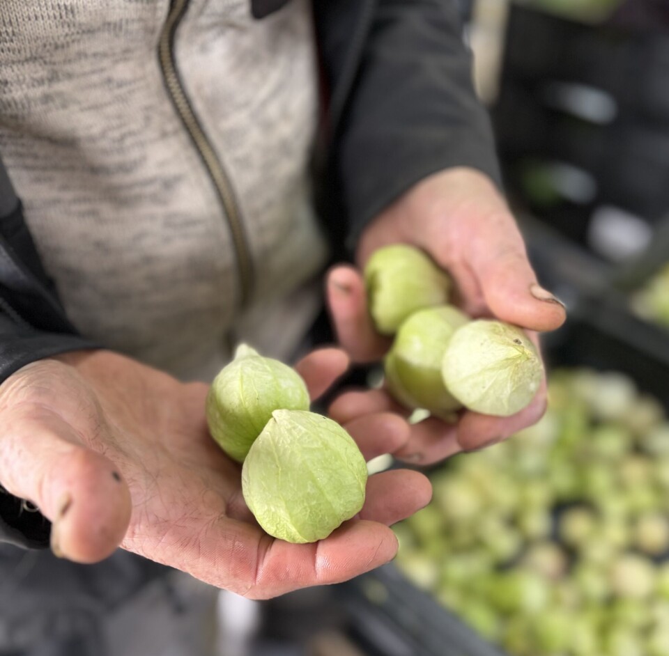 Lokalpolitikerne er opptatt av at Kortreist mat-prosjektet vil gi innbyggerne enkel tilgang på sunne, kortreiste og ikke-prosesserte råvarer som samtidig bidrar til å utvikle matproduksjon og næringsliv lokalt. Sunn, kortreist mat: En kortere kjede sørger for at produsenter unngår at maten blir dårlig på vei til forbrukeren.