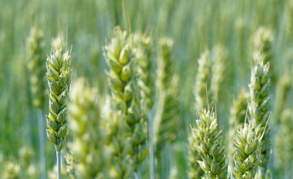 Med speed breeding er det mulig å lage nye kornvarianter på åtte til til år, istedenfor 12 til 15 år som nå. Med speed breeding er det mulig å lage nye kornvarianter på 8 til 10 år, istedenfor 12 til 15 år.