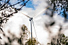 Vindkraftverk i Odal vindpark sett mellom trær mot en skyet himmel.