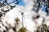 Vindkraftverk i Odal vindpark sett mellom trær mot en skyet himmel.