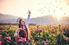 Kvinne i folkedrakt høster rosa roser i et blomstrende felt ved soloppgang.