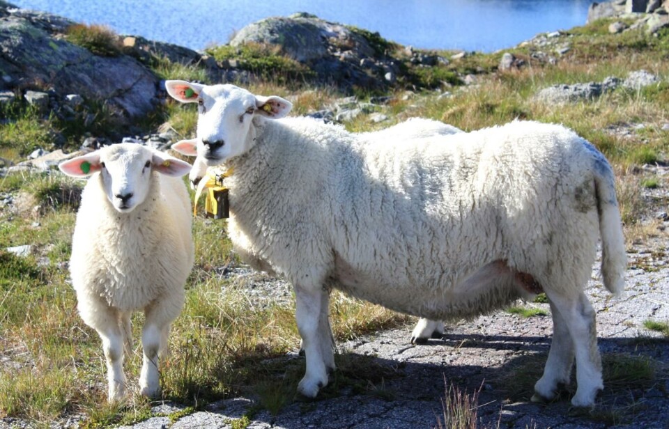 Norsk ull skal bli mere verdt, ikke bare kjøttet, ved å bevare mer av verdikjeden i Norge.