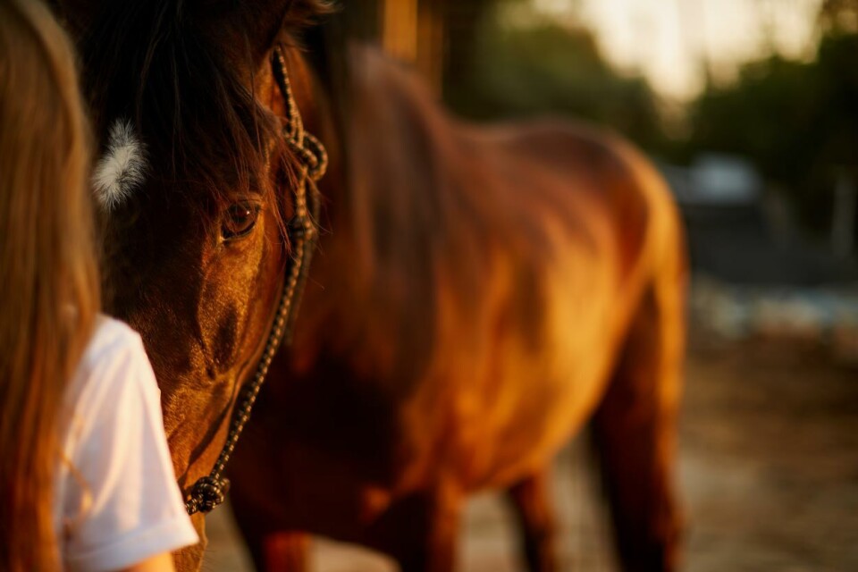 Å leve sammen med dyr, er ikke bare en personlig preferanse. Det er en berikende opplevelse som gir oss en dypere forståelse av naturen og oss selv, skriver Manuela Hofer. Foto: Jenya Pavlovski | iStock Photos