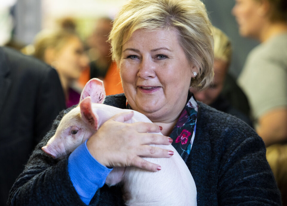 Erna Solberg og resten av regjeringen har blitt mer vennlig politisk innstilt til landbruket. Men dersom forbrukerne mister tilliten til næringen, kan også den politiske velviljen forsvinne.